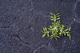 Sprig growing in asphalt
