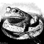 boiling frog image
